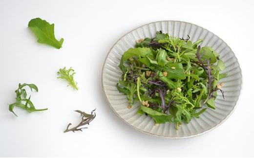 国産 ハーブ 野菜 詰め合わせ 約 450g 4種 8袋 セット ルッコラ 約 50g × 3袋 リーフトマト 赤からし菜 約 50g × 2袋 リーフマスタード からし菜 約 50g × 2袋