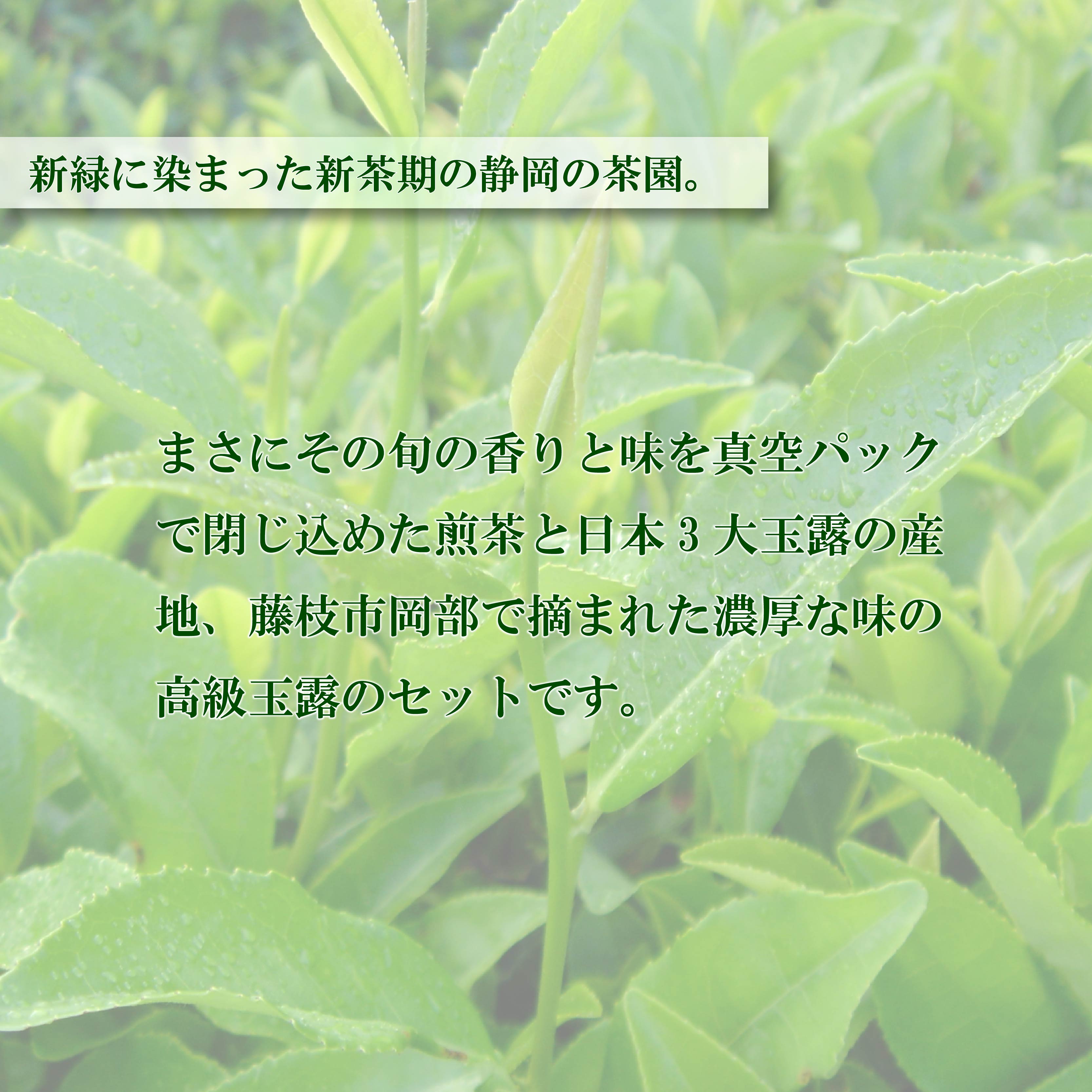 茶葉 静岡茶 1kg以上 1年分 合計 1130g 12袋 煎茶 玉露 個包装 贈答 飲料 お茶の葉 静岡県 藤枝市