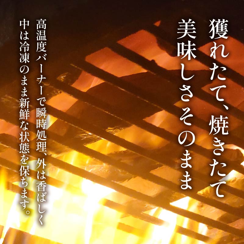 【2026年1月発送】 訳あり かつおのたたき 1kg 7,000円 サイズ 不揃い 小分け 真空 パック 新鮮 鮮魚 天然 水揚げ カツオ 鰹 タタキ 冷凍 マルコ水産 静岡県 10,000円 以下 【2026年1月発送】1kg