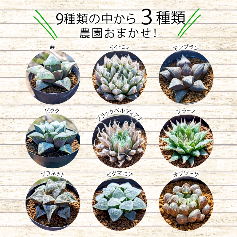 多肉植物 ハオルチア プラ 鉢植え おまかせ ３鉢 セット 観葉植物 プラ鉢 ミニサイズ 植物 人気 趣味 インテリア ナチュラル 自然 緑 かわいい 初心者