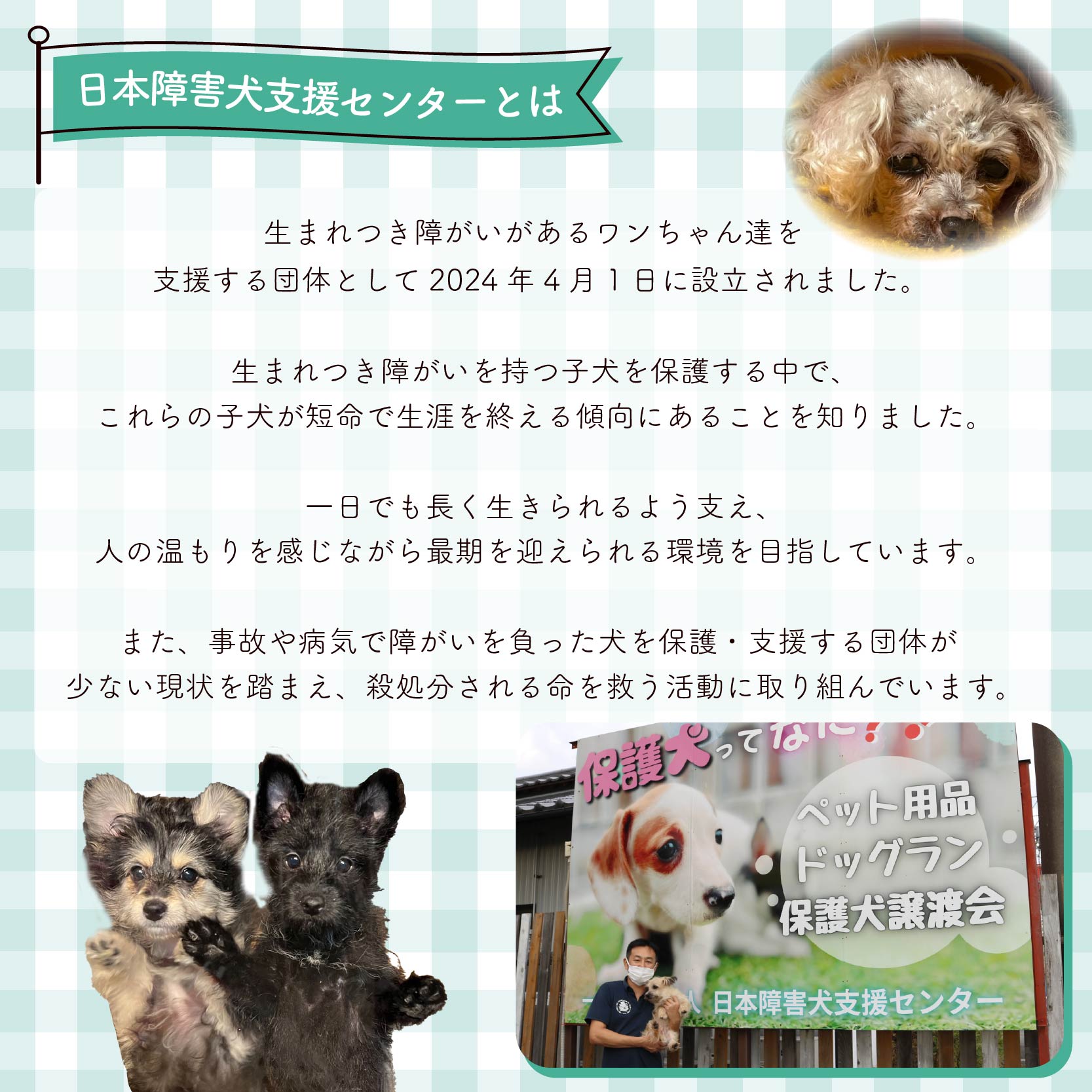 【返礼品なし】 障害犬 保護犬の支援 ハッピープラン 保護 支援 里親 譲渡 治療 餌 犬 動物愛護 藤枝市 静岡県 ハッピープラン(10,000円)