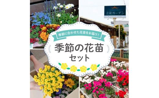 【2023年10月中旬から順次出荷】 花苗 おすすめ セット 8 ~ 10 ポット ガーデニング 寄せ植え 季節 お花 贈り物