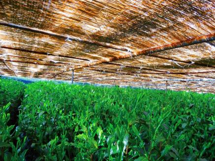 お茶 計 8 袋 飲み比べ セット 朝比奈 玉露 名人茶 農林水産大臣賞 東平 信也 昇 達実 各 2 袋 伝統 静岡茶 日本茶 緑茶 国産 静岡県産 藤枝 薮崎園