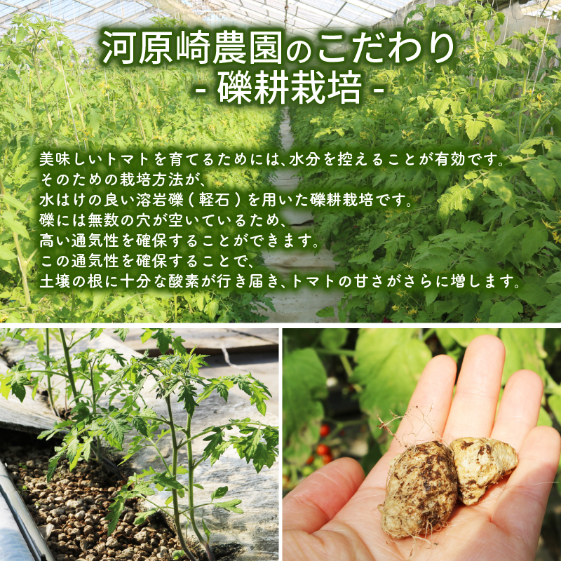 ミニ トマト プチルージュ 150g × 8パック 野菜 ダイエット 健康 リコピン グルメトマト トマト トマト トマト