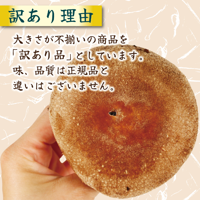 【5月～11月発送】 訳あり 不揃い 生しいたけ 1.5kg 生 しいたけ シイタケ 冷蔵 配送 椎茸 大ぶり 食べ応え 厚い 肉厚 うまみ 栽培期間中 農薬不使用