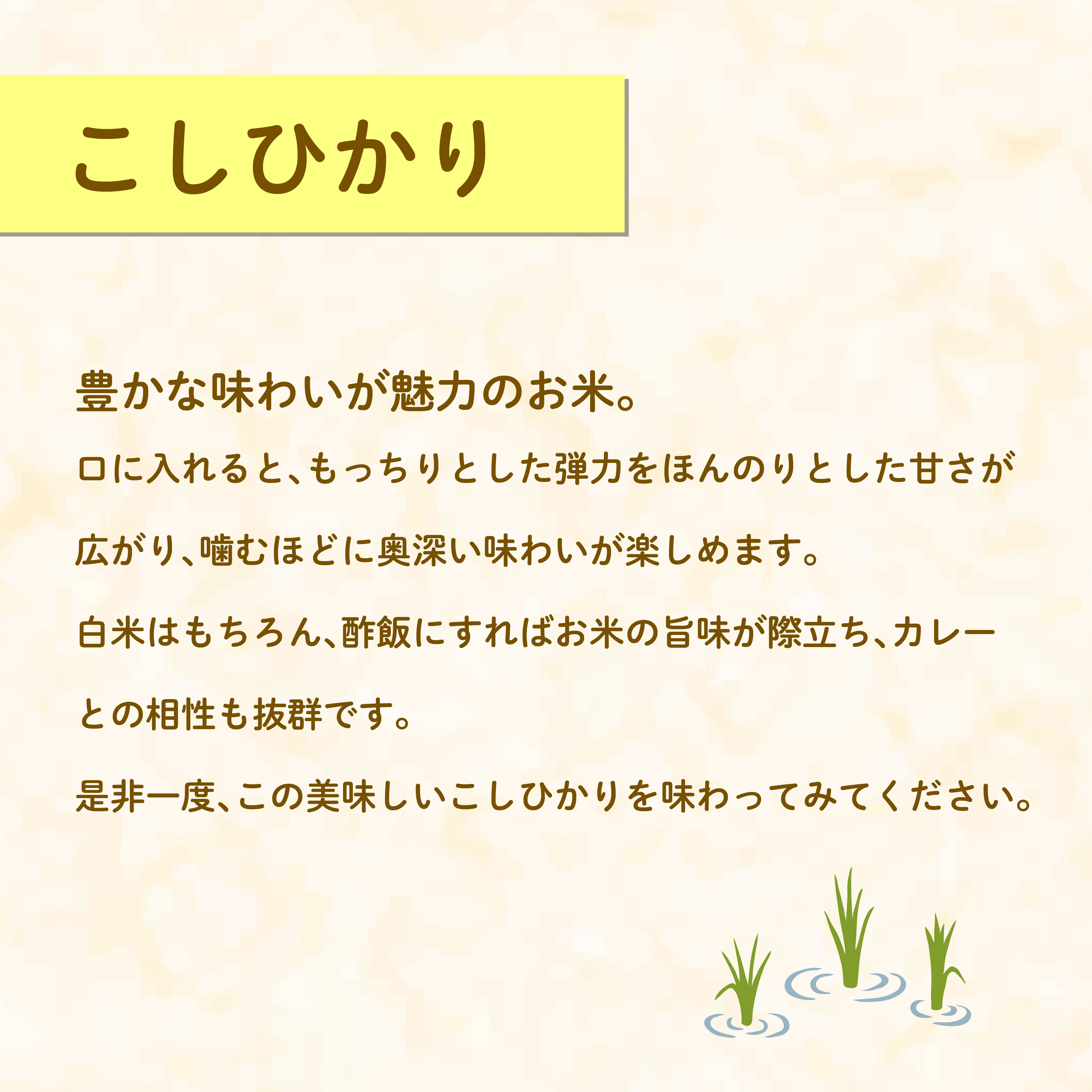 米 こしひかり 5kg 農家直送 特別栽培米 精米 コシヒカリ 令和7年度産 お米 新生活 贈り物 人気米 ご飯 白米 コメ 贈答 静岡県 藤枝市