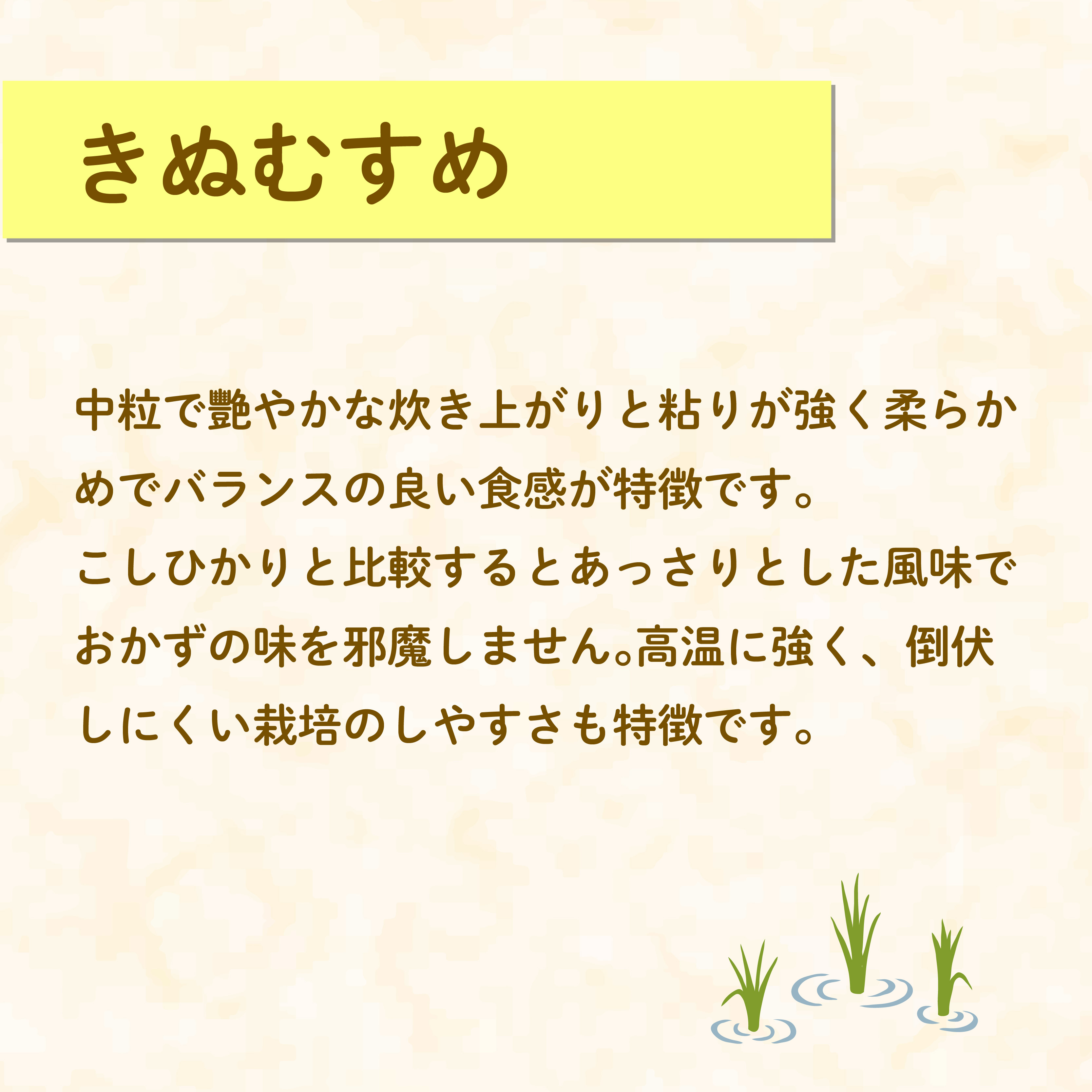 米 きぬむすめ 5kg 農家直送 特別栽培米 精米 令和7年度産 お米 新生活 贈り物 人気米 ご飯 白米 コメ 贈答 静岡県 藤枝市