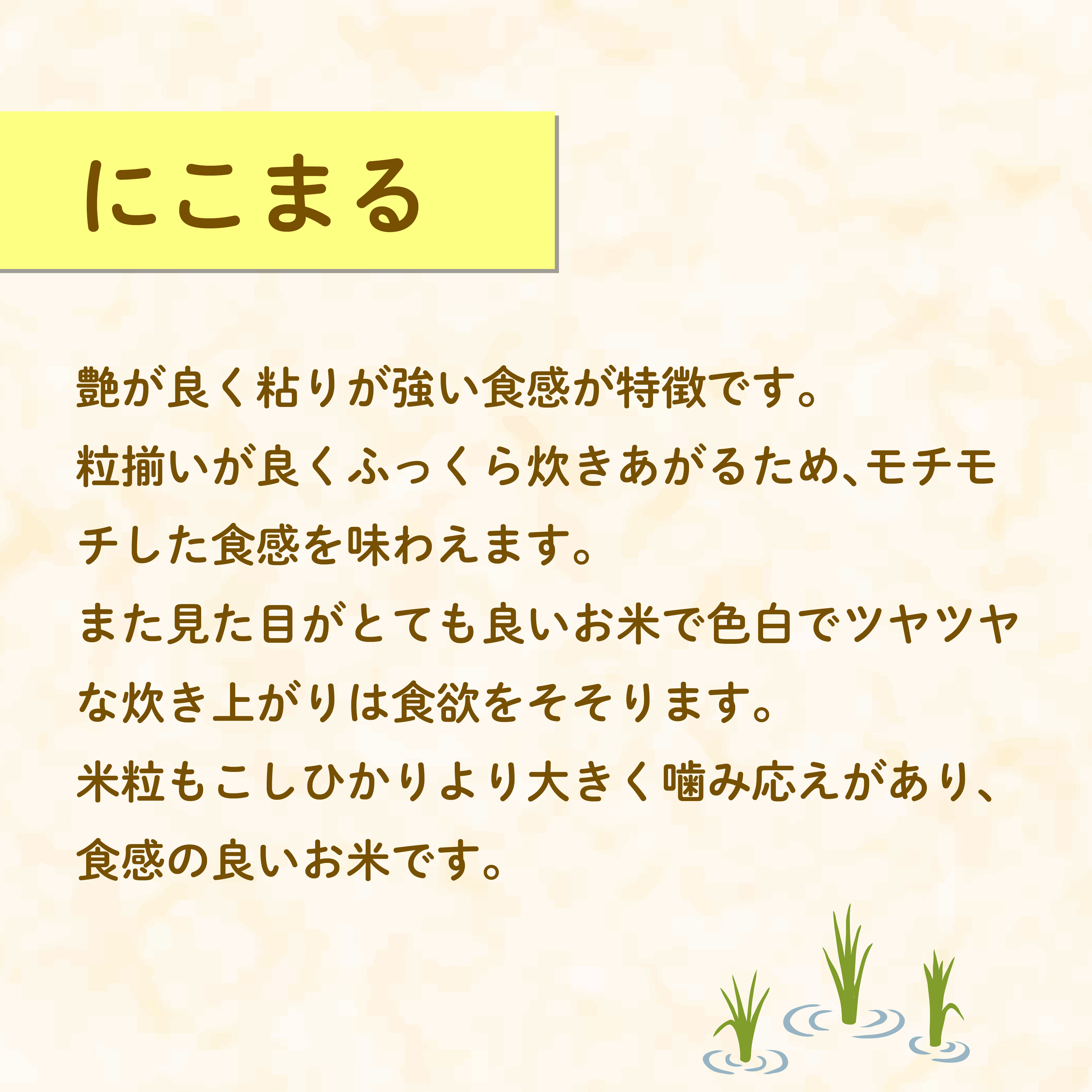 米 にこまる 5kg 農家直送 特別栽培米 精米 令和7年度産 お米 新生活 贈り物 人気米 ご飯 白米 コメ 贈答 静岡県 藤枝市
