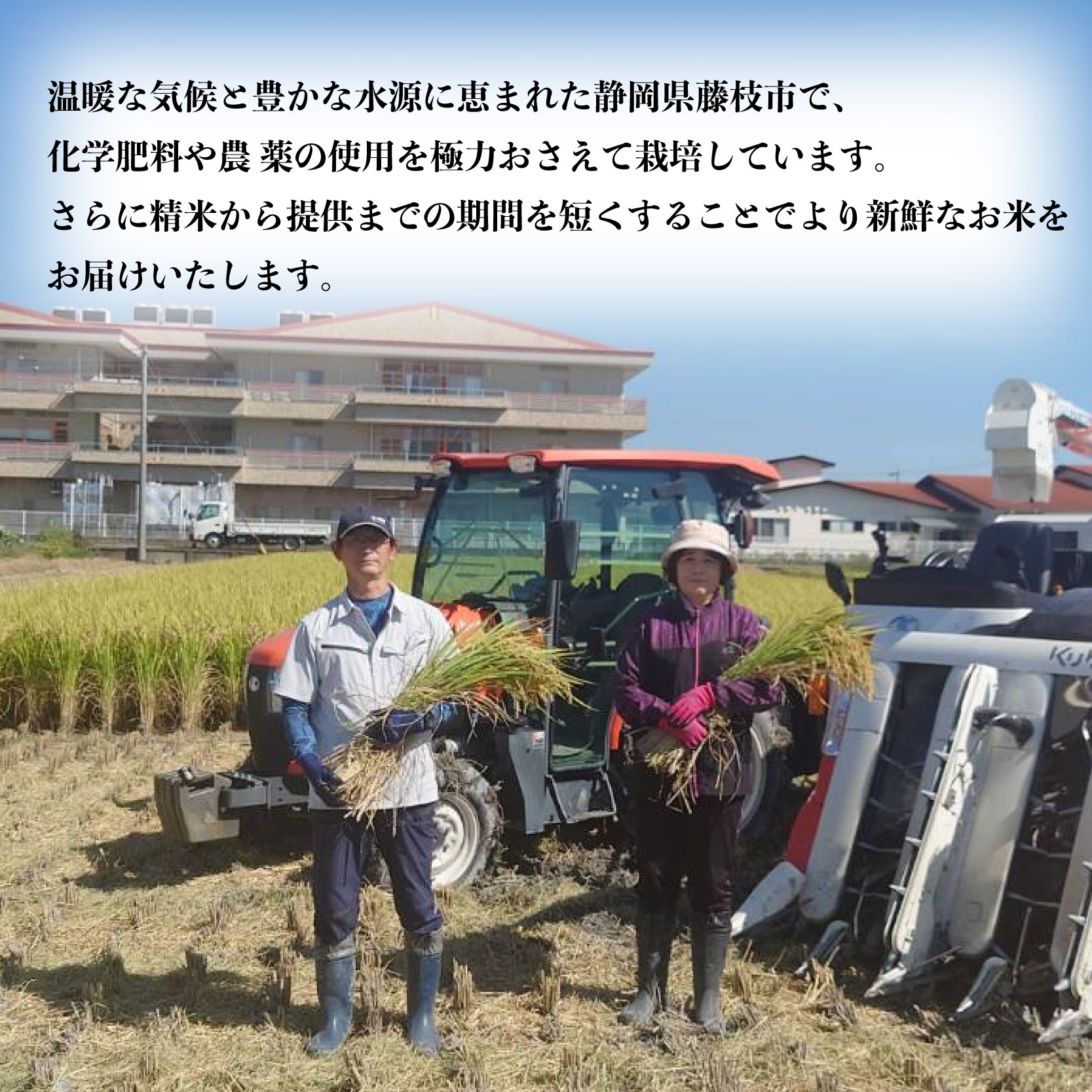 新米 米 ミルキークイーン 2kg 農家直送 特別栽培米 精米 令和7年度産 お米 贈り物 新生活 人気米 ご飯 白米 コメ 贈答 静岡県 藤枝市