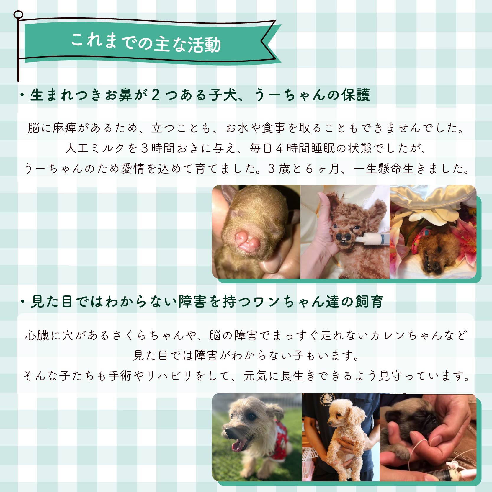 【返礼品なし】 【金額選べる】 障害犬 保護犬の支援 保護 支援 里親 譲渡 治療 餌 犬 動物愛護 藤枝市 静岡県 ラッキープラン(5000円)