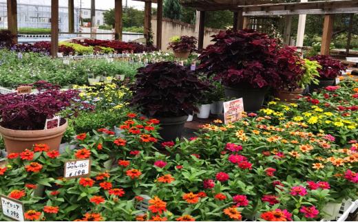 花苗 春 秋 年2回コース フラワー ギフト 季節 お花 ガーデニング 旬