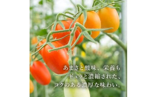 高糖度 ミニトマト アメーラルビンズ ゴールド トマト 5パック セット 糖度 10度 以上 先行予約 2026年1月より発送 アメーラトマト トマト トマト トマト