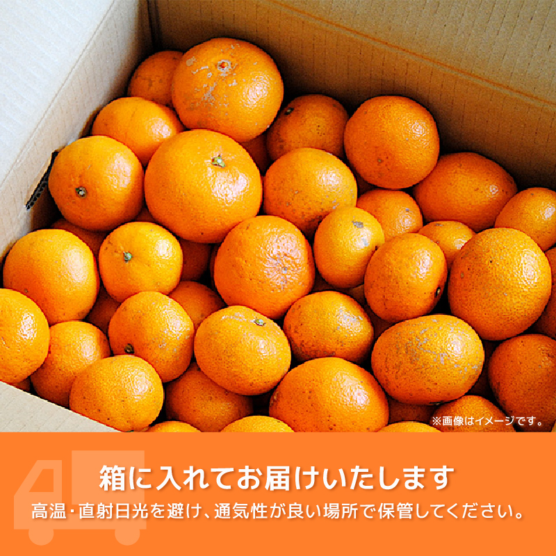 【2026年1月上旬～順次発送】 訳あり 青島 みかん 5kg 家庭用 青島みかん 果物 国産 フルーツ 柑橘 蜜柑 期間限定 季節限定 訳あり品 大きさ 不揃い ミカン  静岡県 藤枝市