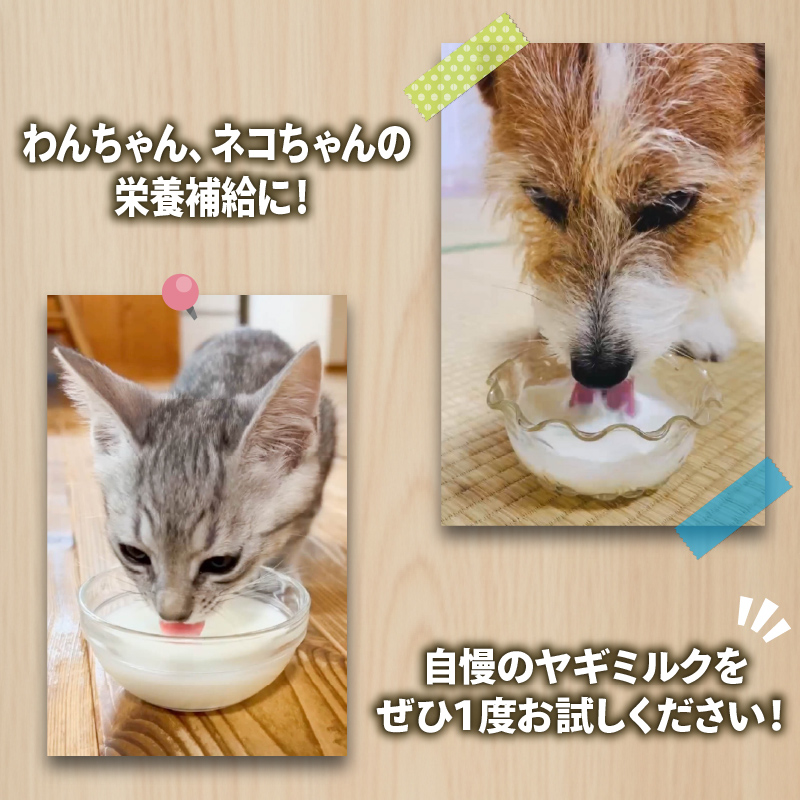ペット 用 ミルク ヤギ 100ml × 7本 山羊 新鮮 栄養補給 乳 犬 猫 冷凍 国産 静岡県 藤枝市