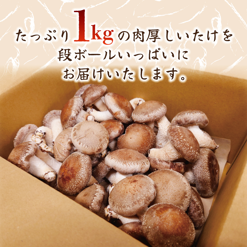 訳あり 不揃い 生しいたけ 1kg 生 しいたけ シイタケ 椎茸 大ぶり 食べ応え 厚い 肉厚 うまみ 静岡県 藤枝市