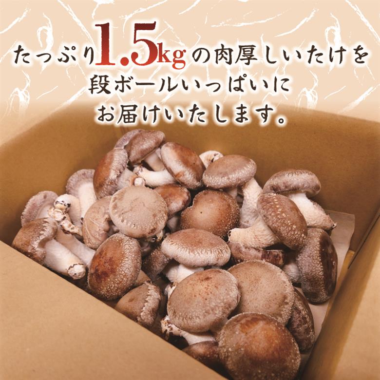 【5月～11月発送】 訳あり 不揃い 生しいたけ 1.5kg 生 しいたけ シイタケ 冷蔵 配送 椎茸 大ぶり 食べ応え 厚い 肉厚 うまみ 栽培期間中 農薬不使用
