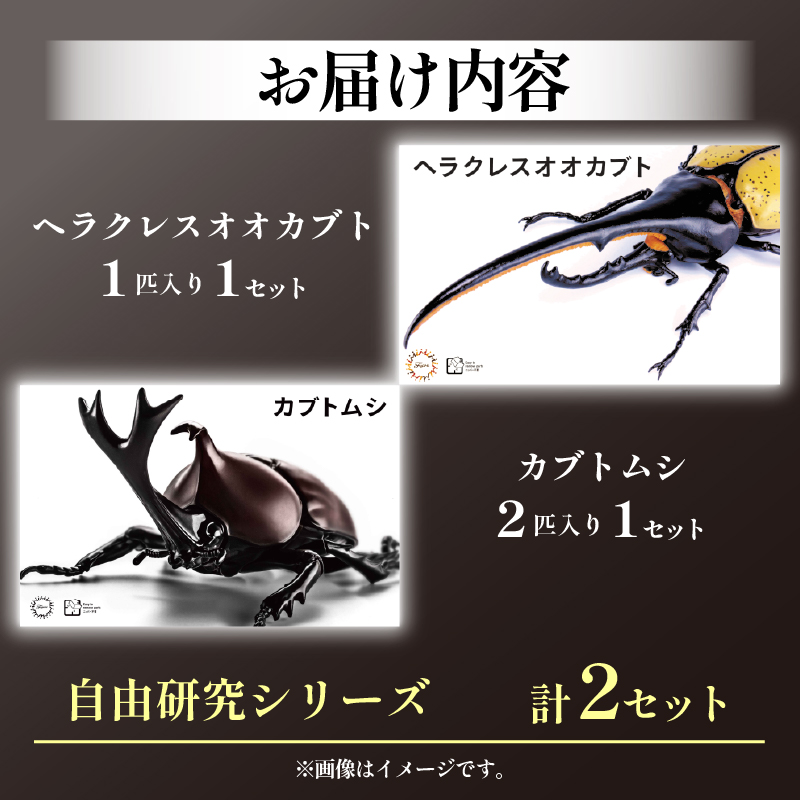 模型 昆虫 自由研究シリーズセット ヘラクレスオオカブト カブトムシ 2セット おもちゃ 玩具 ホビー 夏休み 虫 ヘラクレス 送料無料 フジミ 静岡県 藤枝市