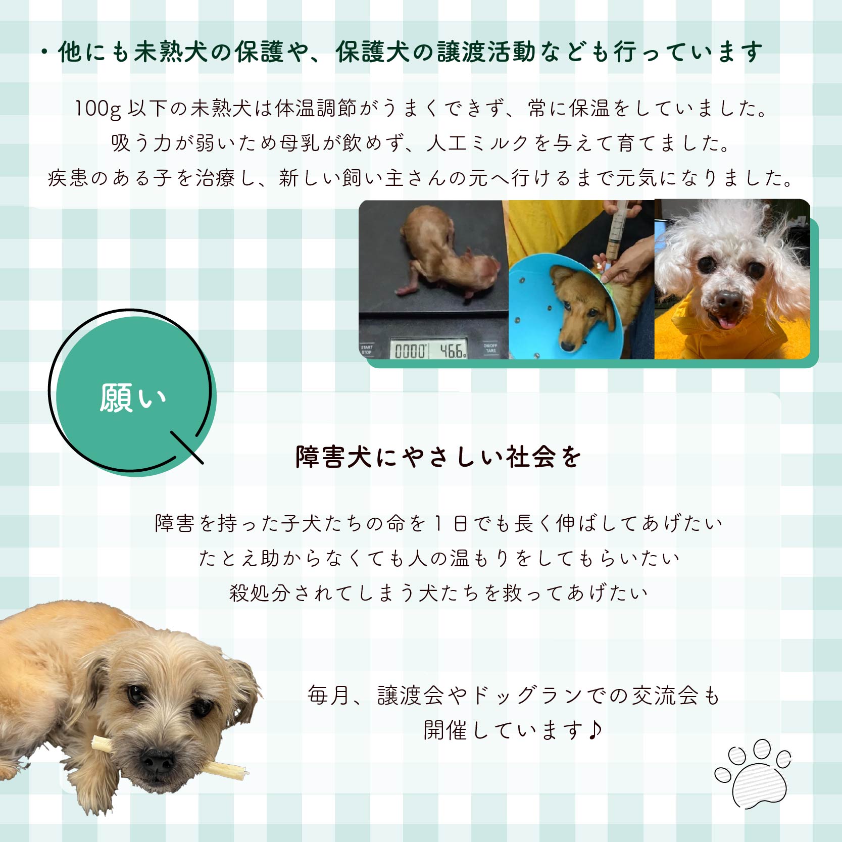 【返礼品なし】 障害犬 保護犬の支援 ハッピープラン 保護 支援 里親 譲渡 治療 餌 犬 動物愛護 藤枝市 静岡県 ハッピープラン(10,000円)