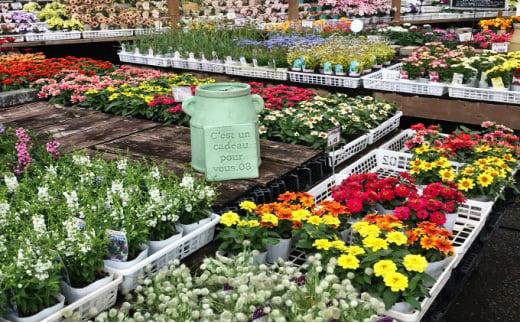 花苗 春 秋 年2回コース フラワー ギフト 季節 お花 ガーデニング 旬