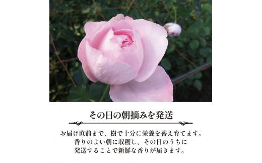 バラ 花束 ブーケ 朝摘み Sサイズ 薔薇 花 ばら 花 パフューム ローズ バラの花束 生花 ギフト 花 プレゼント