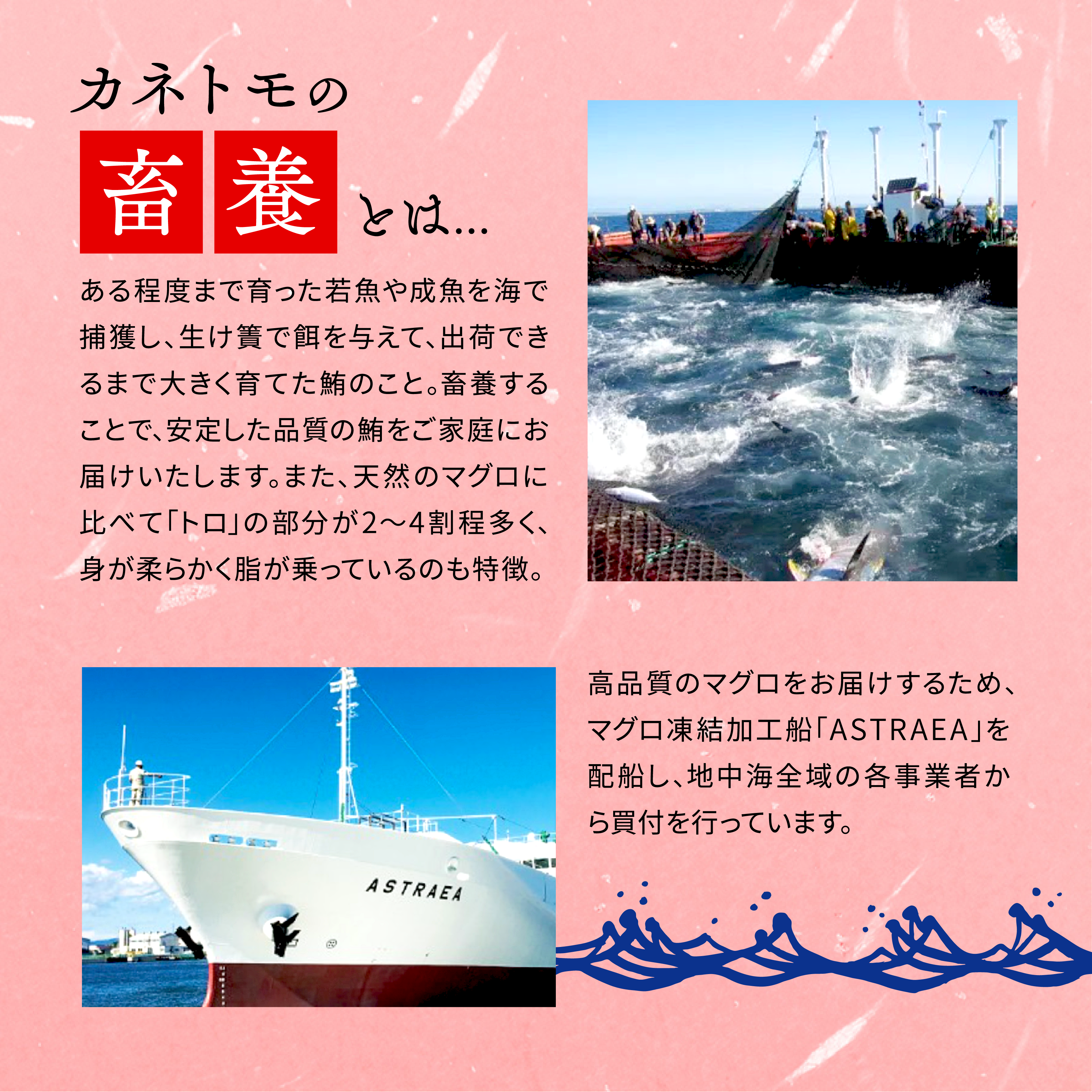 【藤枝市】【カネトモ】訳あり 本まぐろ 赤身 約500g 不定型柵 本鮪 通常配送