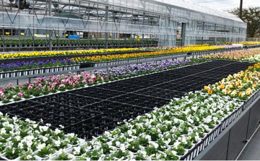 花苗 春 秋 年2回コース フラワー ギフト 季節 お花 ガーデニング 旬