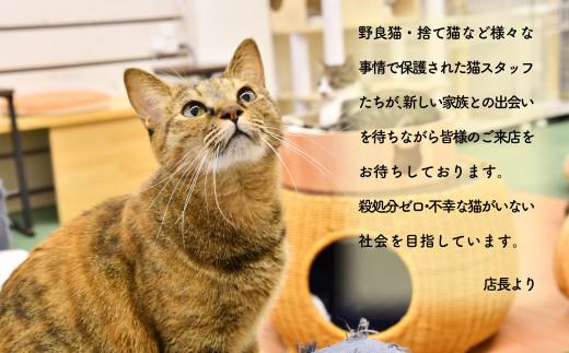 猫 カフェ 利用優待券 チケット 1時間分 × 3枚 ねこ 動物 ペット 癒し 保護猫 触れ合い