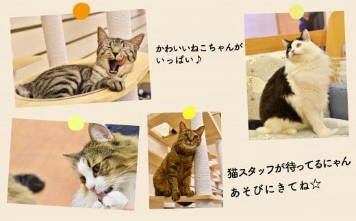 【返礼品なし】 猫 保護 支援 ねこ カフェ いろり 藤枝 猫 ネコ 里親 猫 寄付 ふれあい 猫