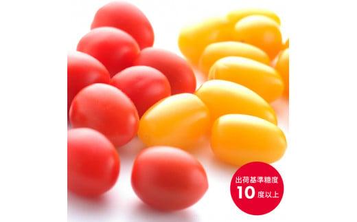 高糖度 ミニトマト アメーラルビンズ ゴールド トマト 5パック セット 糖度 10度 以上 先行予約 2026年1月より発送 アメーラトマト トマト トマト トマト