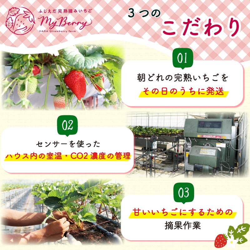 【先行予約 : 2026年3月～2026年5月発送予定 】 いちご きらぴ香 約1kg 約250g×4パック 朝どれ 完熟 苺 産地 直送 フレッシュ イチゴ 贈答 フルーツ 果物 国産 静岡県 藤枝市 ふるさと人気 ふるさとおすすめ