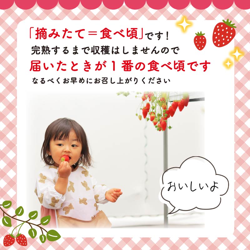 【先行予約 : 2026年3月～2026年5月発送予定 】 いちご きらぴ香 約1kg 約250g×4パック 朝どれ 完熟 苺 産地 直送 フレッシュ イチゴ 贈答 フルーツ 果物 国産 静岡県 藤枝市 ふるさと人気 ふるさとおすすめ