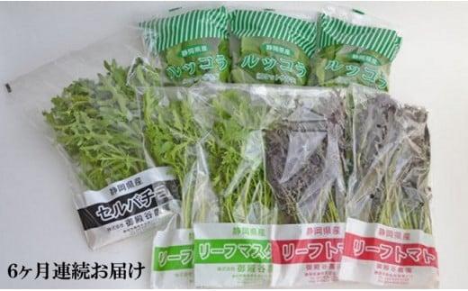 定期便 6回 国産 ハーブ 野菜 詰め合わせ 約 450g 4種 8袋 セット × 6ヶ月 お届け ルッコラ 約 50g × 3袋 リーフトマト 赤からし菜 約 50g × 2袋 リーフマスタード