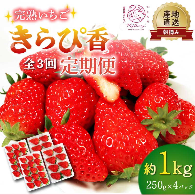 【先行予約 : 2026年1月～発送予定】 【全3回定期便】 いちご きらぴ香 約1kg 約250g×4パック （1月、2月、3月発送） 朝どれ 完熟 苺 産地 直送 フレッシュ イチゴ 贈答 フルーツ 果物 国産 静岡県 藤枝市 ふるさと人気 ふるさとおすすめ