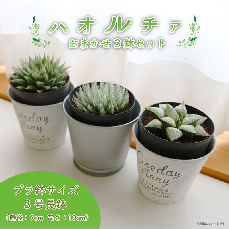 多肉植物 ハオルチア プラ 鉢植え おまかせ ３鉢 セット 観葉植物 プラ鉢 ミニサイズ 植物 人気 趣味 インテリア ナチュラル 自然 緑 かわいい 初心者