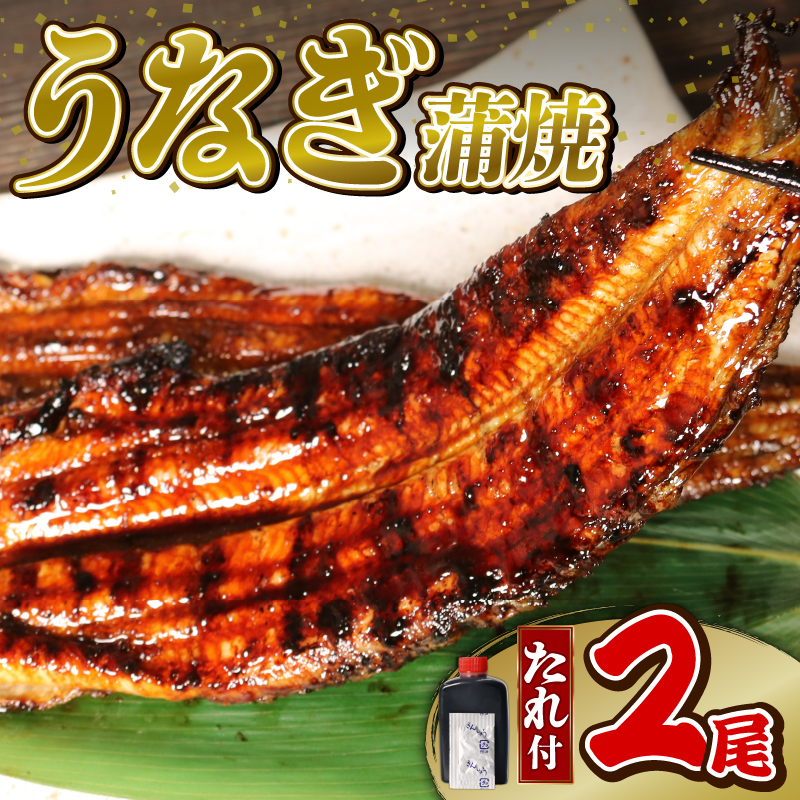 うなぎ 蒲焼 2尾 (140g×2) 鰻蒲焼 ウナギ かばやき 土用 丑の日 活鰻 自家製蒲焼 たれ 山椒 ギフト 贈答 冷蔵 まとめ買い 静岡県 藤枝 ふるさと人気