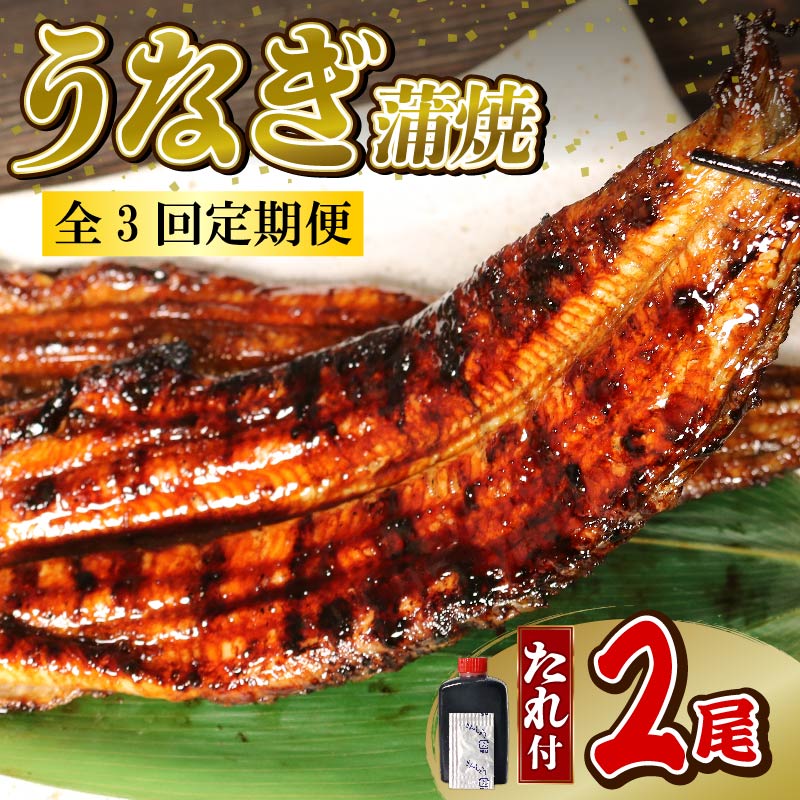 【全3回定期便】 うなぎ 蒲焼 大姿焼き 2尾 (140g×2) 定期便 鰻蒲焼 ウナギ かばやき 土用 丑の日 活鰻 自家製蒲焼 たれ 山椒 ギフト 贈答 冷蔵 まとめ買い 静岡県 藤枝 ふるさと人気
