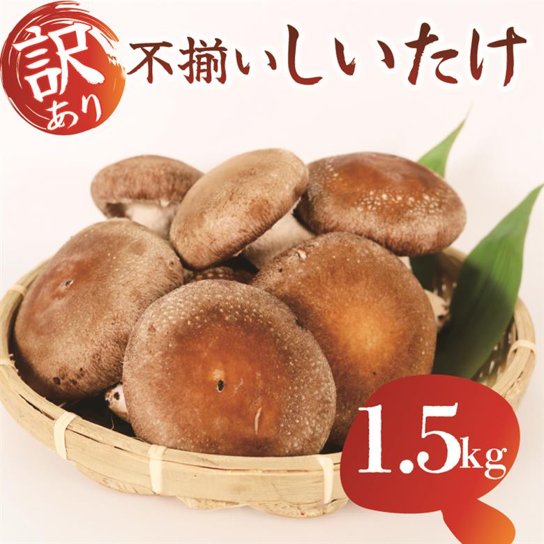 【5月～11月発送】 訳あり 不揃い 生しいたけ 1.5kg 生 しいたけ シイタケ 冷蔵 配送 椎茸 大ぶり 食べ応え 厚い 肉厚 うまみ 栽培期間中 農薬不使用