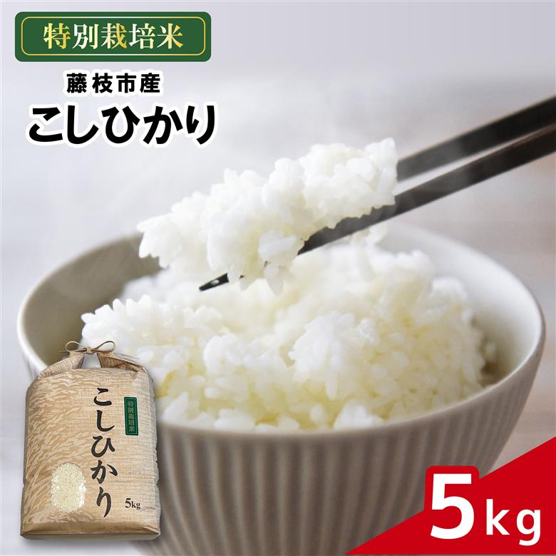 米 こしひかり 5kg 農家直送 特別栽培米 精米 コシヒカリ 令和7年度産 お米 新生活 贈り物 人気米 ご飯 白米 コメ 贈答 静岡県 藤枝市