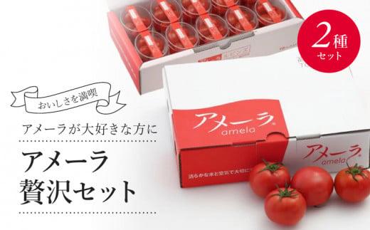 アメーラ トマト ミニトマト 10パック セット アメーラルビンズ 高糖度 7.5以上 化粧箱入り 産地 直送 新鮮 旬の 野菜 高級 フルーツトマト アメーラトマト トマト トマト トマト