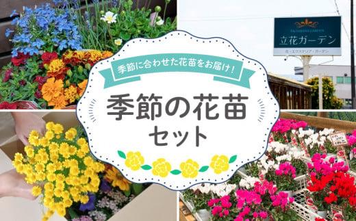 【2023年10月中旬から順次出荷】 花苗 おすすめ セット 8 ~ 10 ポット ガーデニング 寄せ植え 季節 お花 贈り物