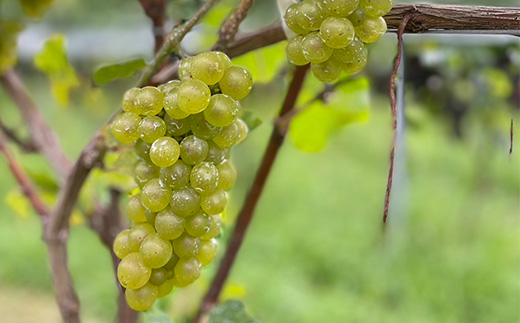 1680.御殿場山麓36ワイン 2本セット