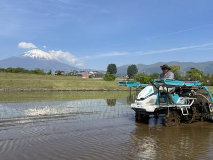 ピロール米　御殿場こしひかり　2kg ◇ ｜ 令和7年産 コシヒカリ 米 精米 白米 静岡県