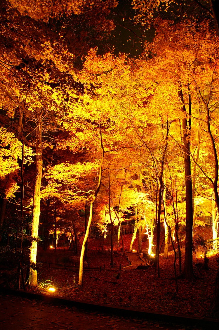 秩父宮記念公園ライトアップひとり占め～富士山麓御殿場で極上のひとときを～ ｜ 体験 チケット 特別 思い出 記念日