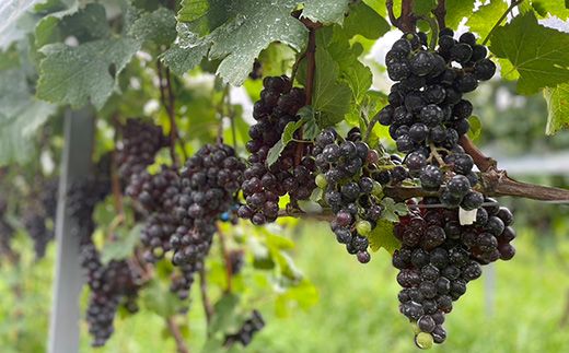 1680.御殿場山麓36ワイン 2本セット