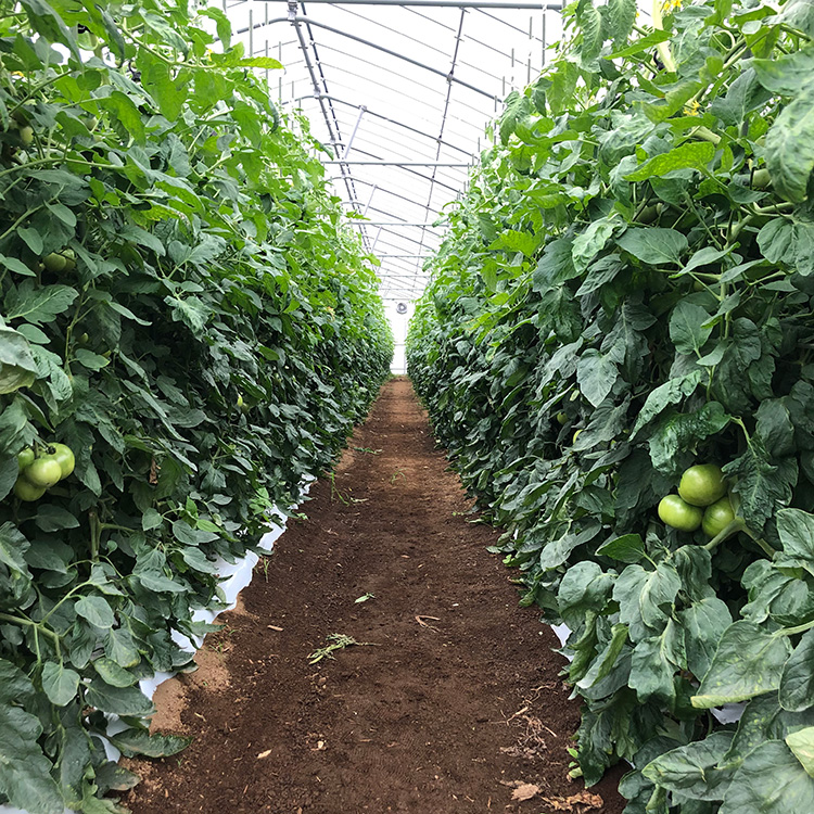 【先行受付】涼風の秋味 健太トマト 約1.2kg～1.4kg×1箱 ｜ 大玉トマト トマト とまと 甘い 野菜 やさい リコピン ヘルシー 新鮮 産地直送 ※2024年9月下旬頃～10月下旬頃に順次発送予定