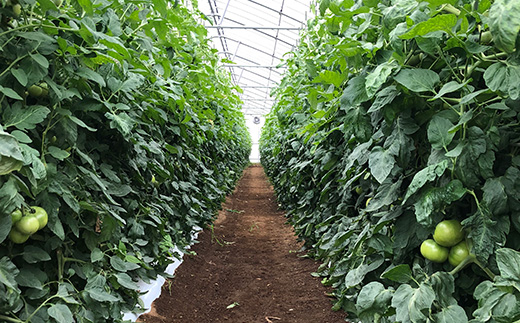 【先行受付】氷点の冬味 健太トマト 約1.2kg～1.4kg×1箱 ｜ 大玉トマト トマト とまと 甘い 野菜 やさい リコピン ヘルシー 新鮮 産地直送 ※2024年11月中旬頃～12月下旬頃に順次発送予定