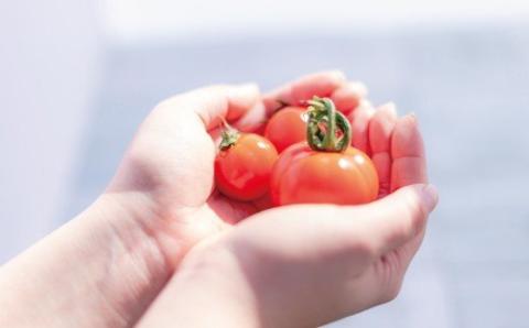 御殿場　中玉トマト　シンディスイート　６パック（約1.2kg） ※2025年1月下旬〜7月上旬頃に順次発送予定 ※離島への配送不可