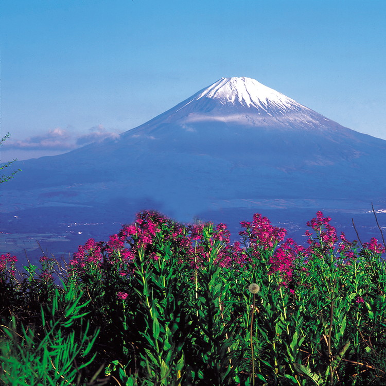 【定期便12ヵ月】純国産鶏さくらちゃんが産んだ桜色のさくら玉子 五分咲き（Mサイズ）30個 ｜ 卵 鶏卵 たまご タマゴ 生卵 たまごかけご飯 濃厚 甘み 国産