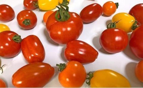 御殿場プチトマト　ミックス６パック（約1.2kg） ※2025年1月下旬〜7月上旬頃に順次発送予定 ※離島への配送不可