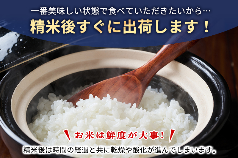 お米 令和7年度産静岡産にこまる精米 10kg 米 コメ にこまる 精米 白米 袋井市 静岡県